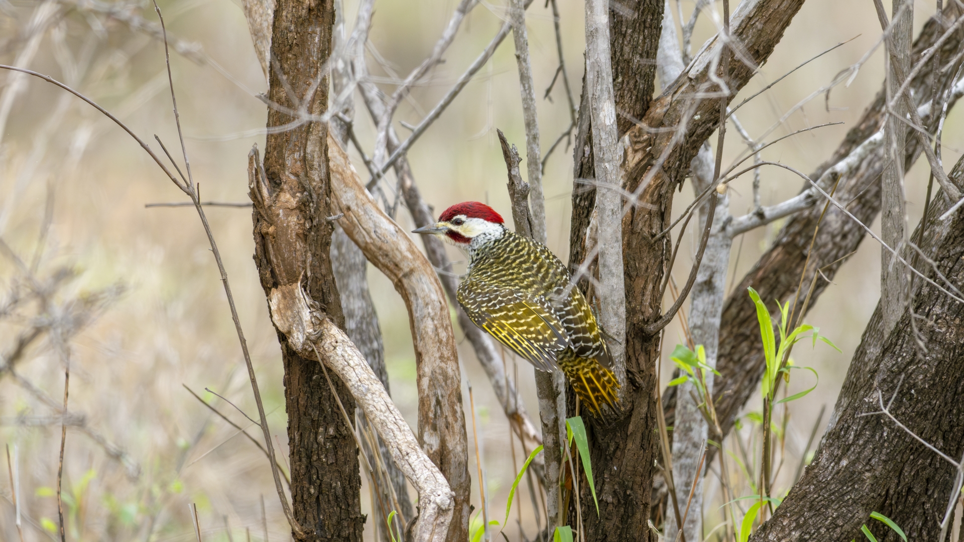 Kruger25 2025 11 03 10 34 51 ILCE 1M2 591